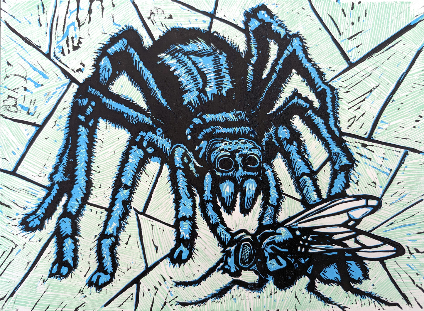 Spider & Fly